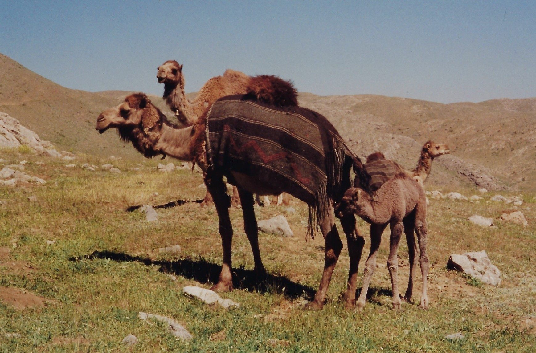Turquía 14