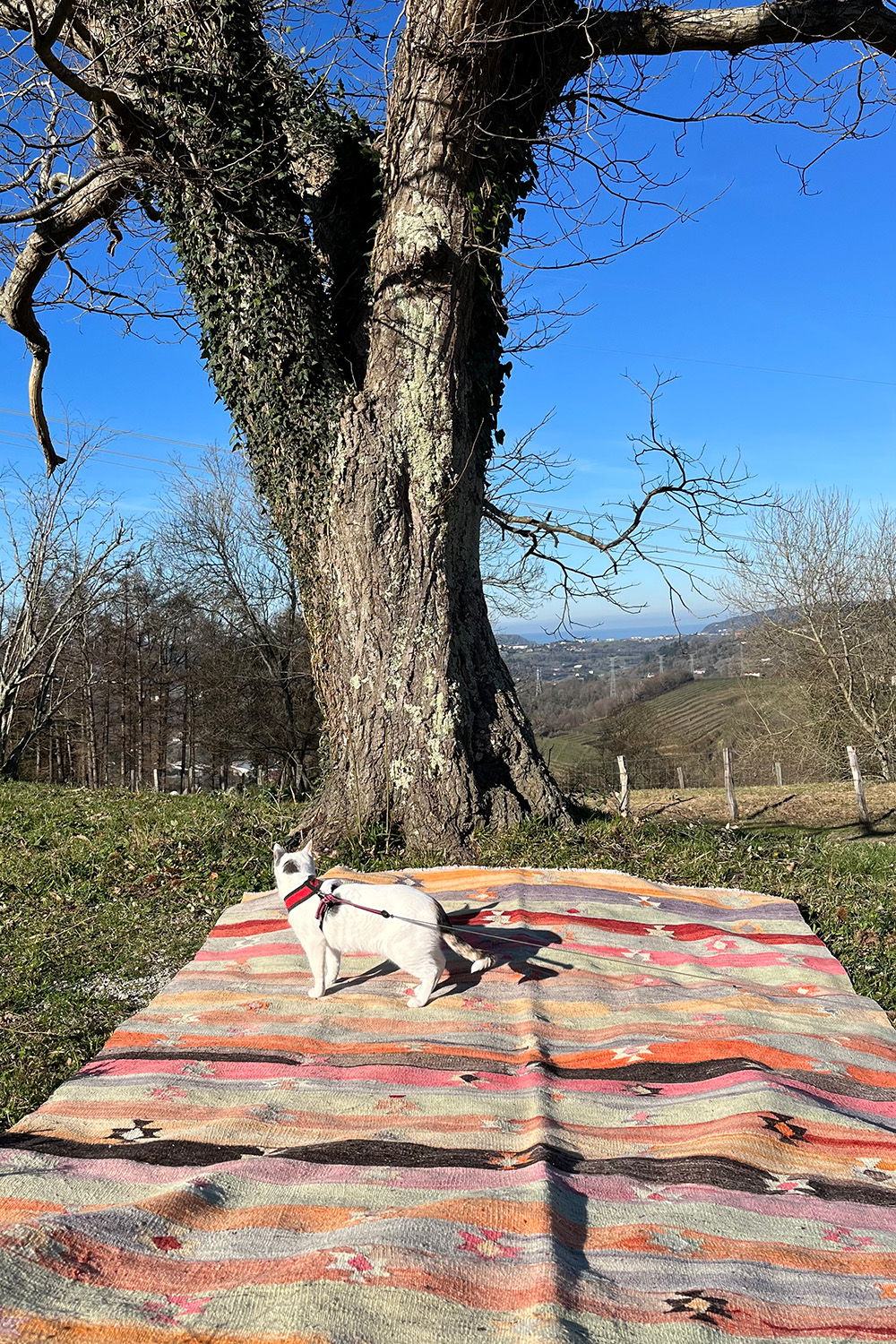 Semi-antique Elmali kilim from Turkey. 258x171 cms - Image 11
