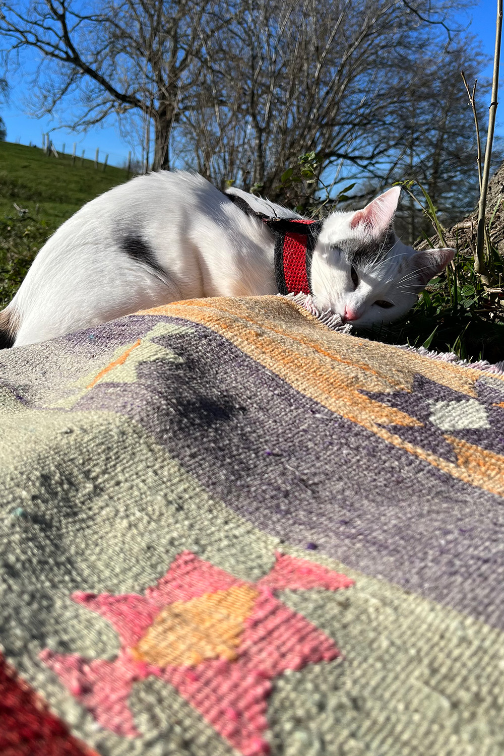 Semi-antique Elmali kilim from Turkey. 258x171 cms - Image 3