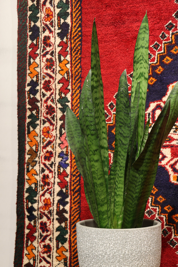 Semi-antique Basseri rug from Shiraz, Iran. 380x270 cms - Image 3