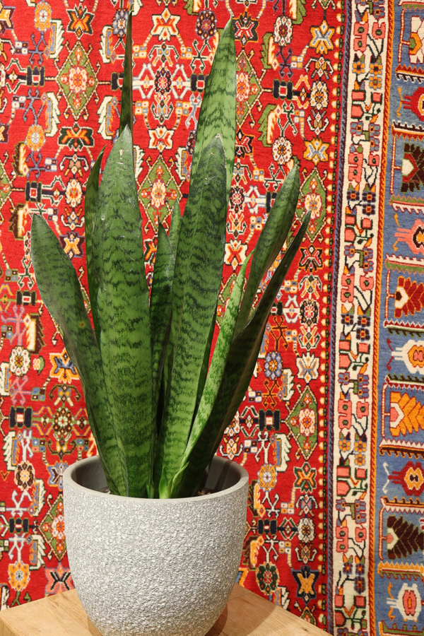 Vintage Kashkuli rug from Iran. 305x209 cms - Image 3