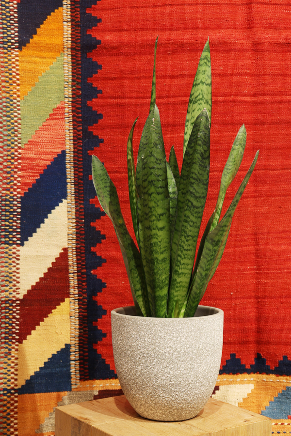 Kilim nuevo Qashqai, Irán. 190x120 cms - Imagen 3
