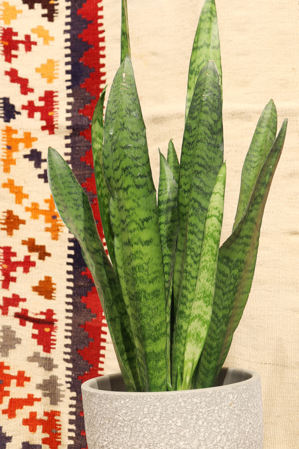 Kilim sofreh vintage Qashqai, Irán. 167x91 cms - Imagen 3