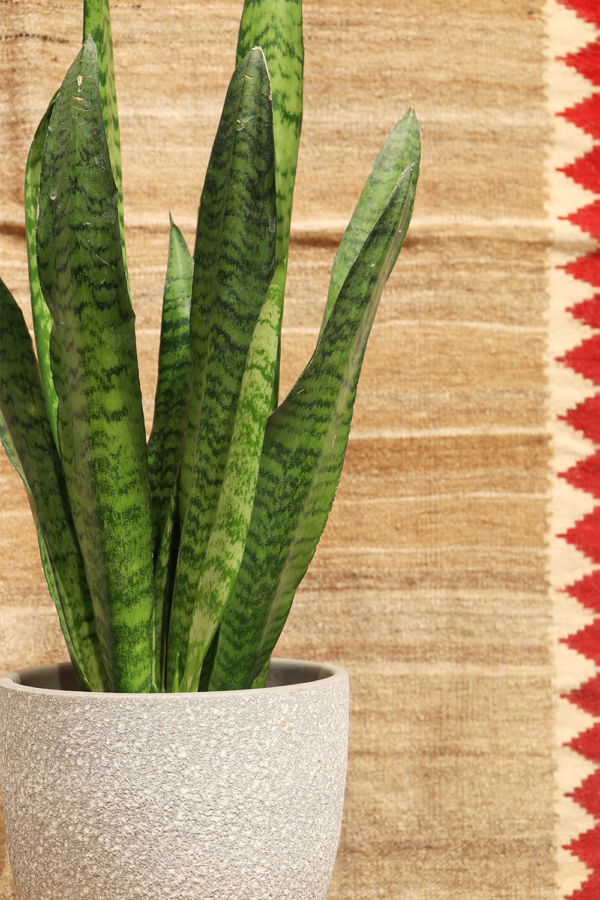 Kilim sofreh vintage Qashqai, Irán. 154x96 cms - Imagen 3